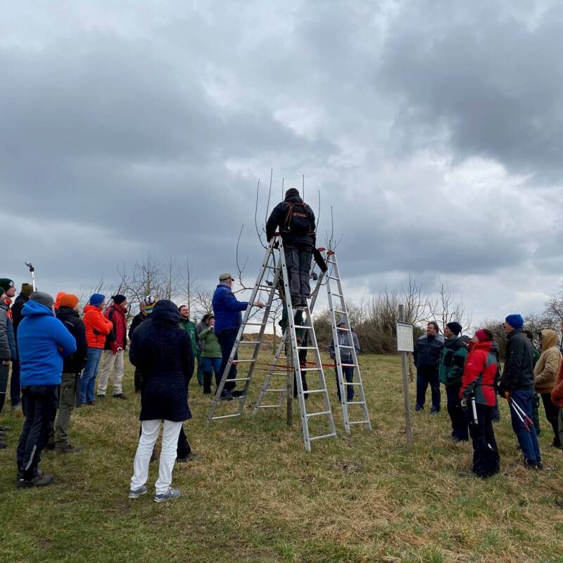 Qualifizierter Obstbaumpfleger Baumschnitt