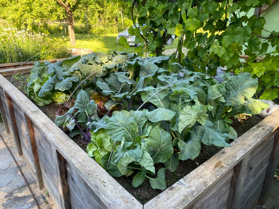 Gartenkurs für Einsteiger